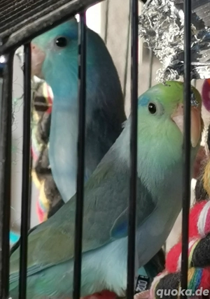 Blauer und Grüner Sperlingspapagei