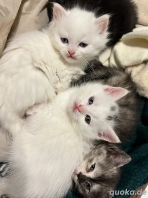 Süße Kätzchen zu verkaufen