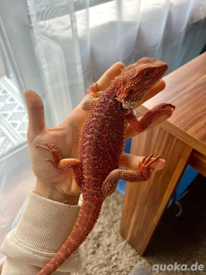 bartagame red männlich
