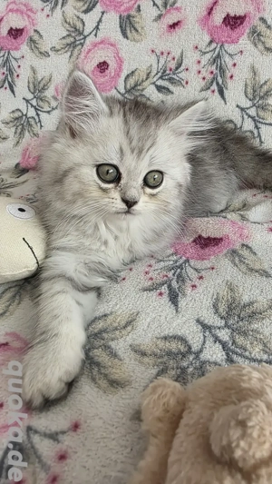 Zuckersüße BKH und BLH Kitten **ABGABEREIF **