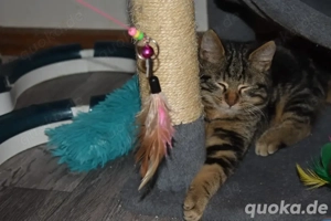 Avalyn und Apollo suchen ihr für immer Zuhause !!! 