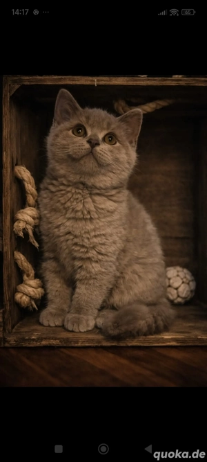 Zuckersüße BKH Kitten 