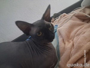 Reinrassiger Sphynx Deckkater. 