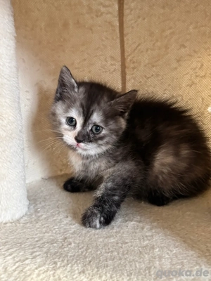 Süße Kätzchen zu verkaufen