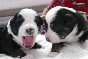 Wundervolle Miniatur Australien Shephard Welpen, reine Showlinie suchen bald tolles Zuhause 