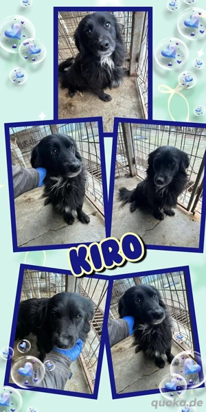 kleiner, offener, menschenbezogener, hübscher Rüde "Kiro" sucht ein schönes Zuhause