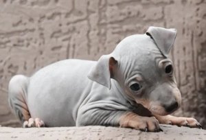 American Hairless Terrier Welpen