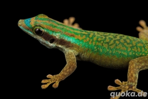 Phelsuma inexpecta   Pärchen abzugeben
