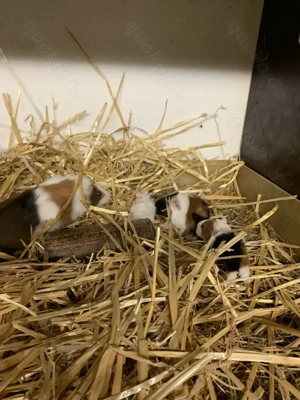 Meerschweinchen Glatt Rosette Gesellschaftsgehege vom Lindenhof