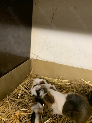 Meerschweinchen Rosetten Glatt Gehegehaltung vom Lindenhof Süß