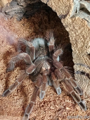 Vogelspinnen Hobby Aufgaben 