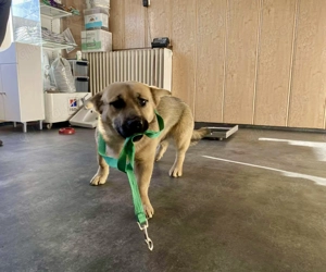 Zoral, PS in Ungarn, ist ein typischer Welpe