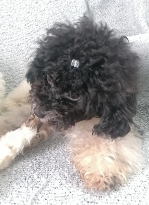 Reinrassiger Toypudel Rüde black and white Harlekin