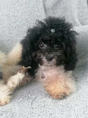 Reinrassiger Toypudel Rüde black and white Harlekin