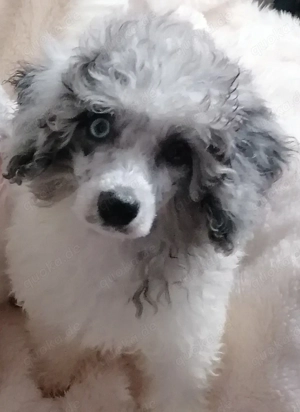 Reinrassige Zwergpudel Welpe Rüde 