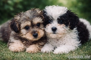 bollipoo(wie Maltipoo) Hündinnen mit gesundheitszeugniss