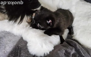 Finchen ist sehr klein und anhänglich und sucht lieblings Mensch...