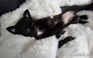 Finchen ist sehr klein und anhänglich und sucht lieblings Mensch...