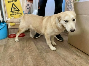 Zamira, PS in Ungarn, ist ein typischer Welpe. Völlig unbedarft und mit viel Energie