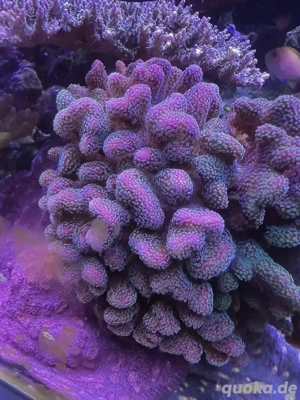 Korallen Stylophora Fiji Bicolor