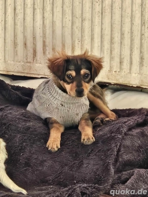 kleiner Kokoniwelpe Lotte sucht zu Hause 