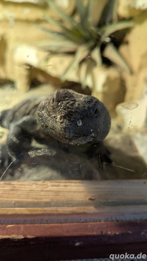 Dornschwanzagame Echse Uromastyx dispar flavifasciata Agame Reptil