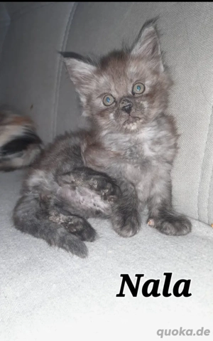 Maine Coon Kitten mit Stammbaum 2 Jungs   3 Mädels