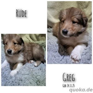 Erzieher für kleine Colliewelpen gesucht