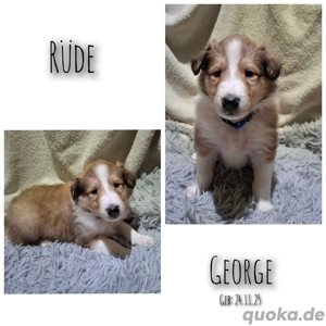 Erzieher für kleine Colliewelpen gesucht