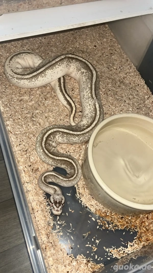 verschiedene königspythons