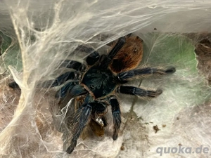 Verschiedene Vogelspinnen abzugeben