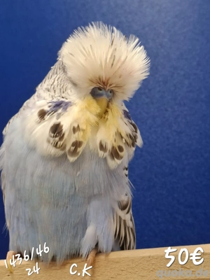 Schauwellensittiche  Bild 2