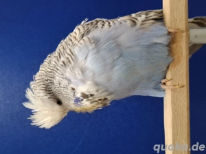 Schauwellensittiche  Bild 4