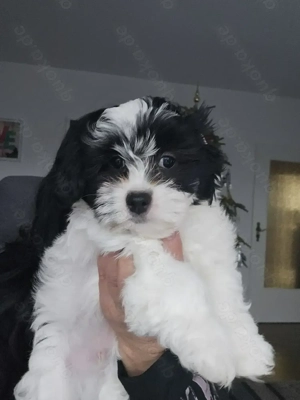 Velpen zum verkaufen.