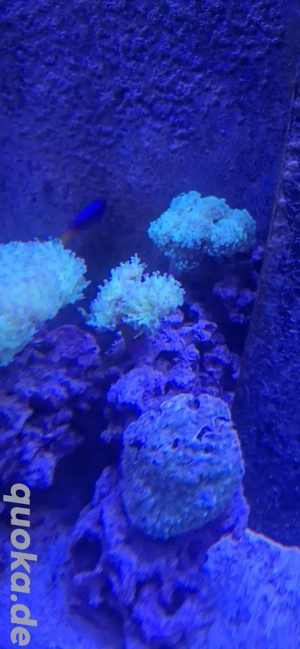 Euphyllia Paradivisa 