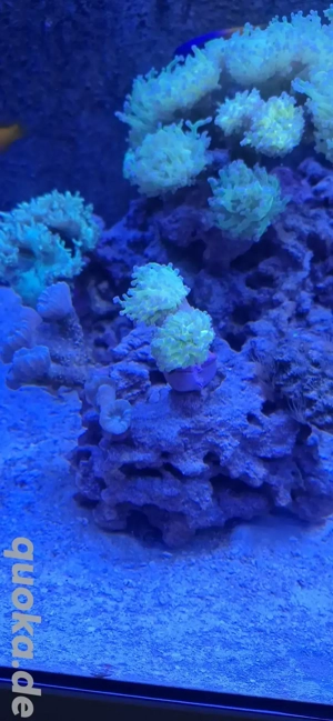 Euphyllia Paradivisa