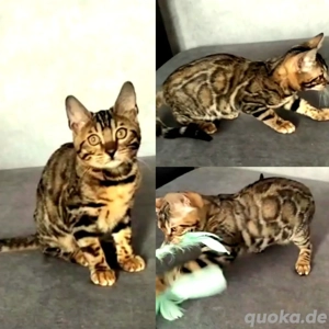 Bengal-Katze 