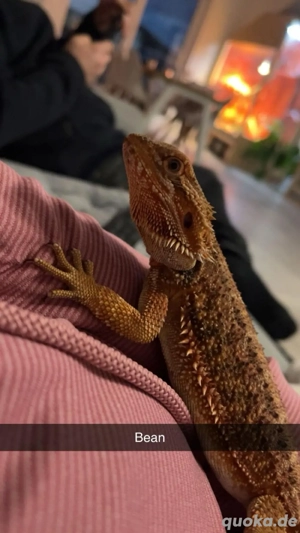 zwei bartagame abzugeben