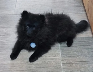 Pomeranian Zwergspitz Toy Welpe reinrassig 