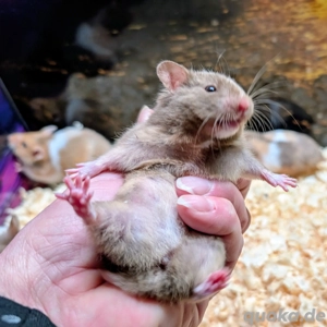 Dreifarbige Goldhamster Weibchen  Bild 8