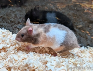 Dreifarbige Goldhamster Weibchen 
