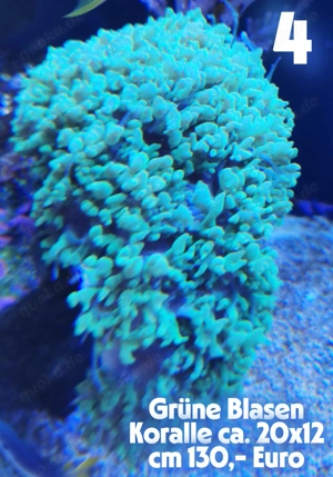 Meerwasser  Korallen 