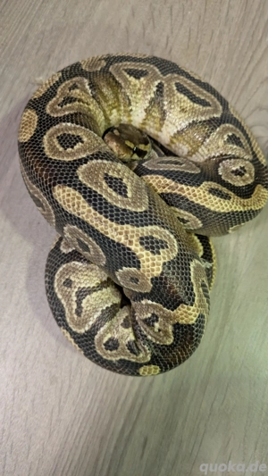 Königspythons Schlangen Königspython Ball Python regius Köpy Snake