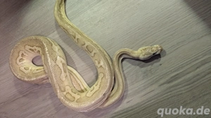 Königspythons Schlangen Königspython Ball Python regius Köpy Snake