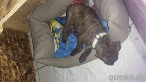 Englishe Bulldogge welpe