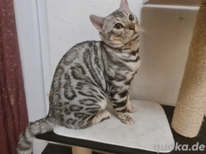 Wunderschöner Zuchtkater mit Stammbaum 