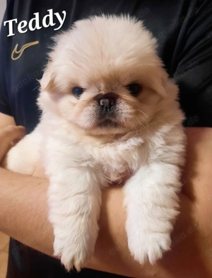 Bezaubernde altdeutsche Mopswelpen weiß Mops Welpen (Fluffy super selten)