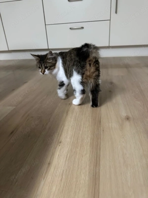 Kurillian Bobtail Kitten 