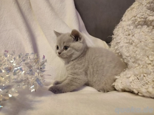 Kätzchen BKH suchen ein neues Zuhause!