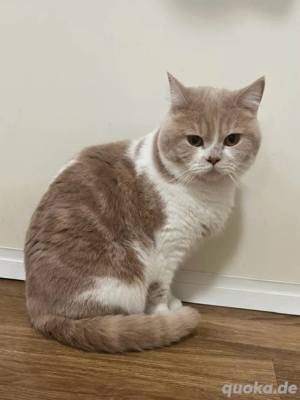 britisch kurzhaar katze 